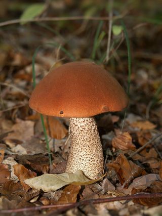 Челлиняник